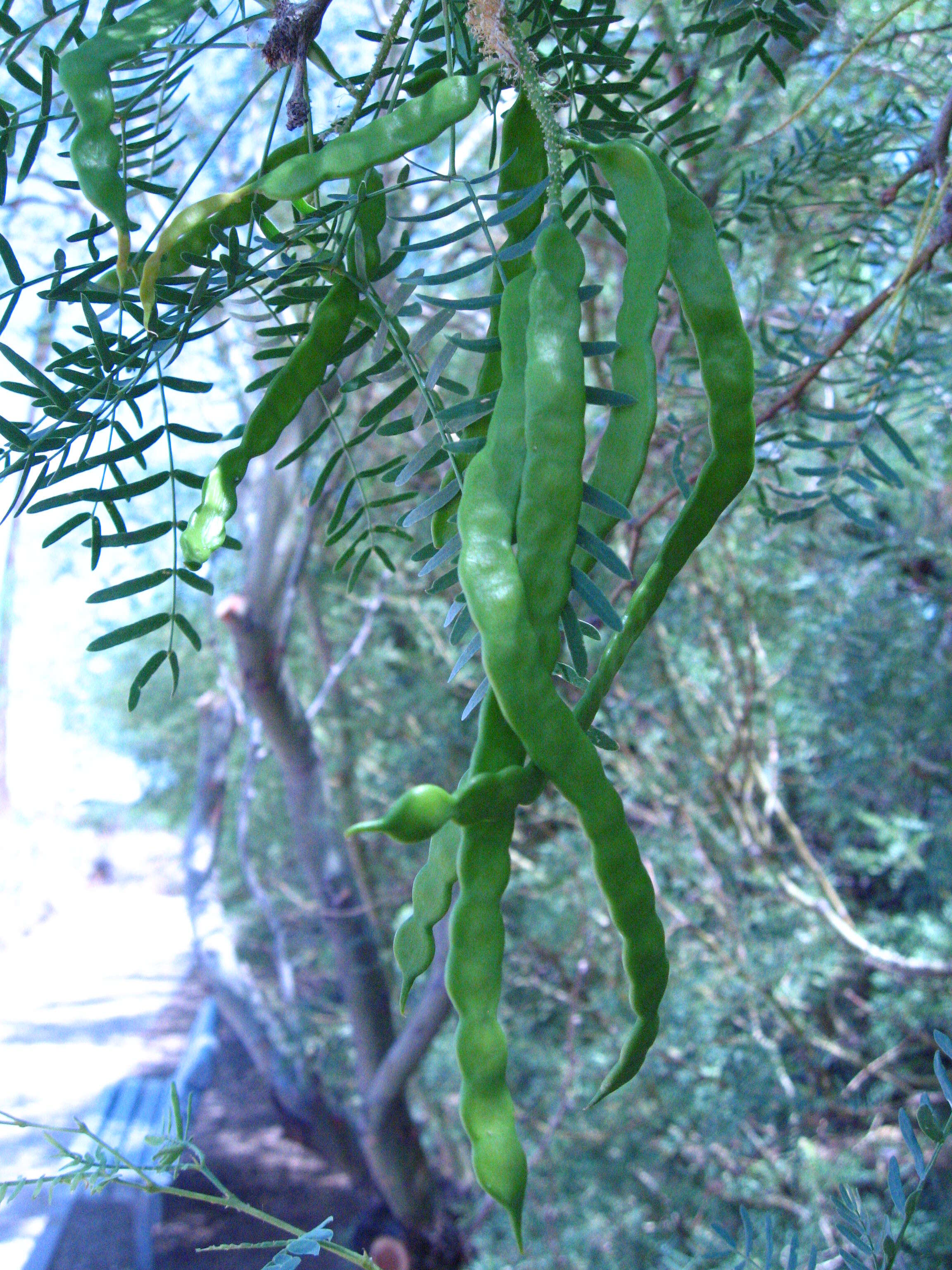 Image of honey mesquite