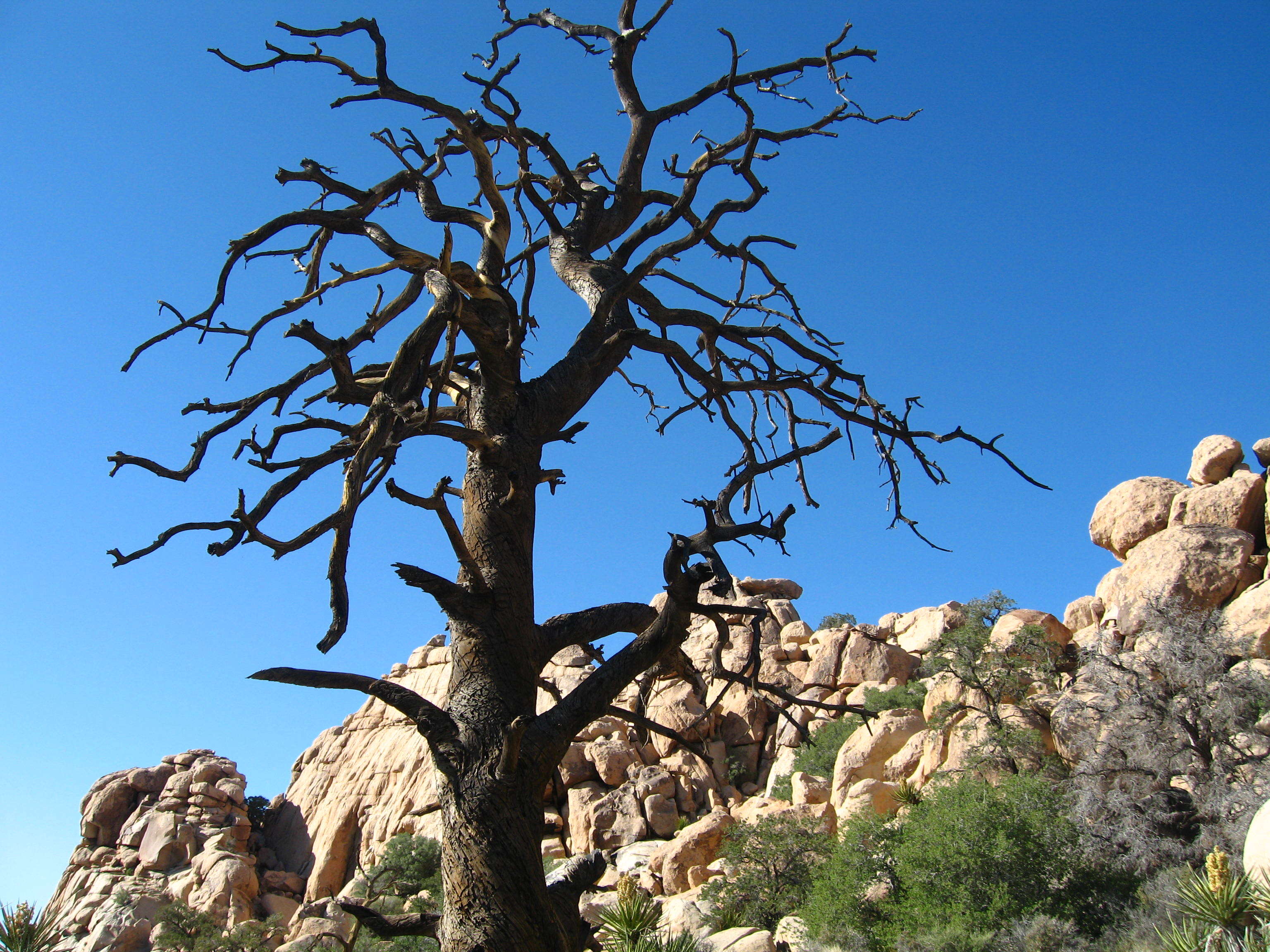 Image of singleleaf pinyon