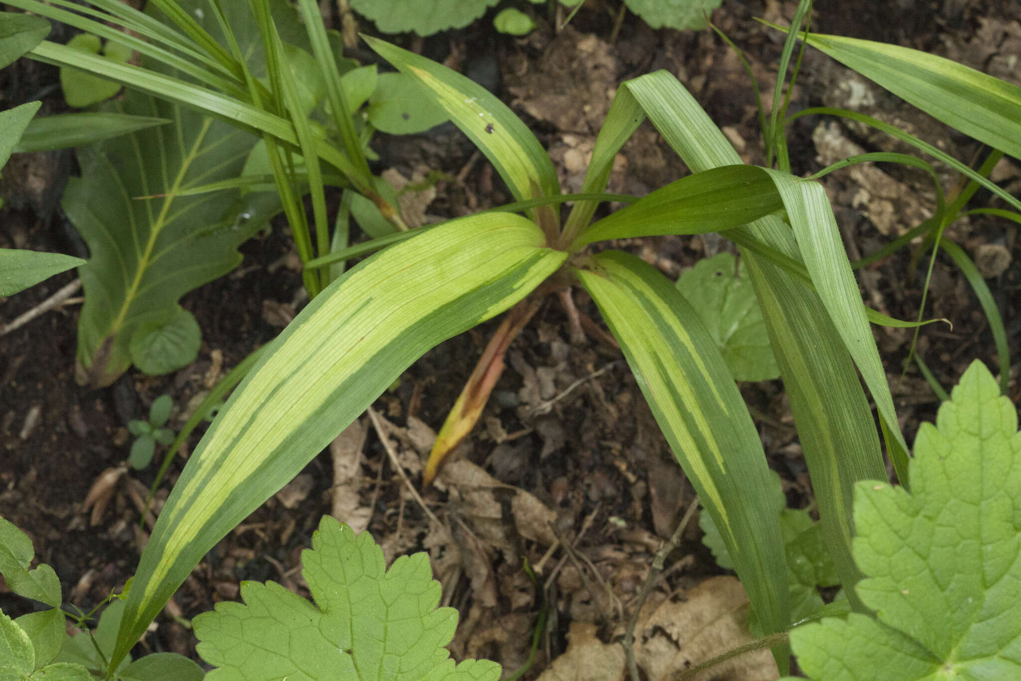 Carex siderosticta Hance resmi