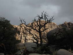 Image of singleleaf pinyon