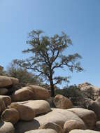 Image of singleleaf pinyon