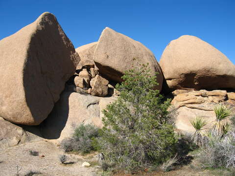 Image of singleleaf pinyon