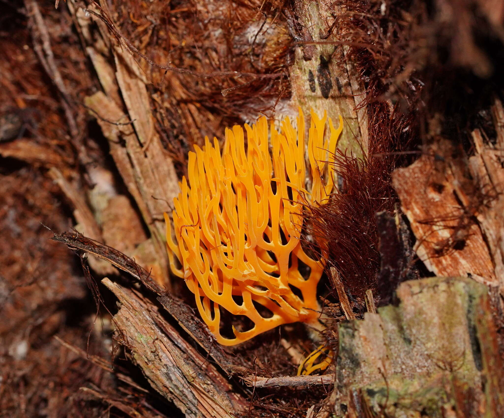 Image of Ramariopsis crocea (Pers.) Corner 1950