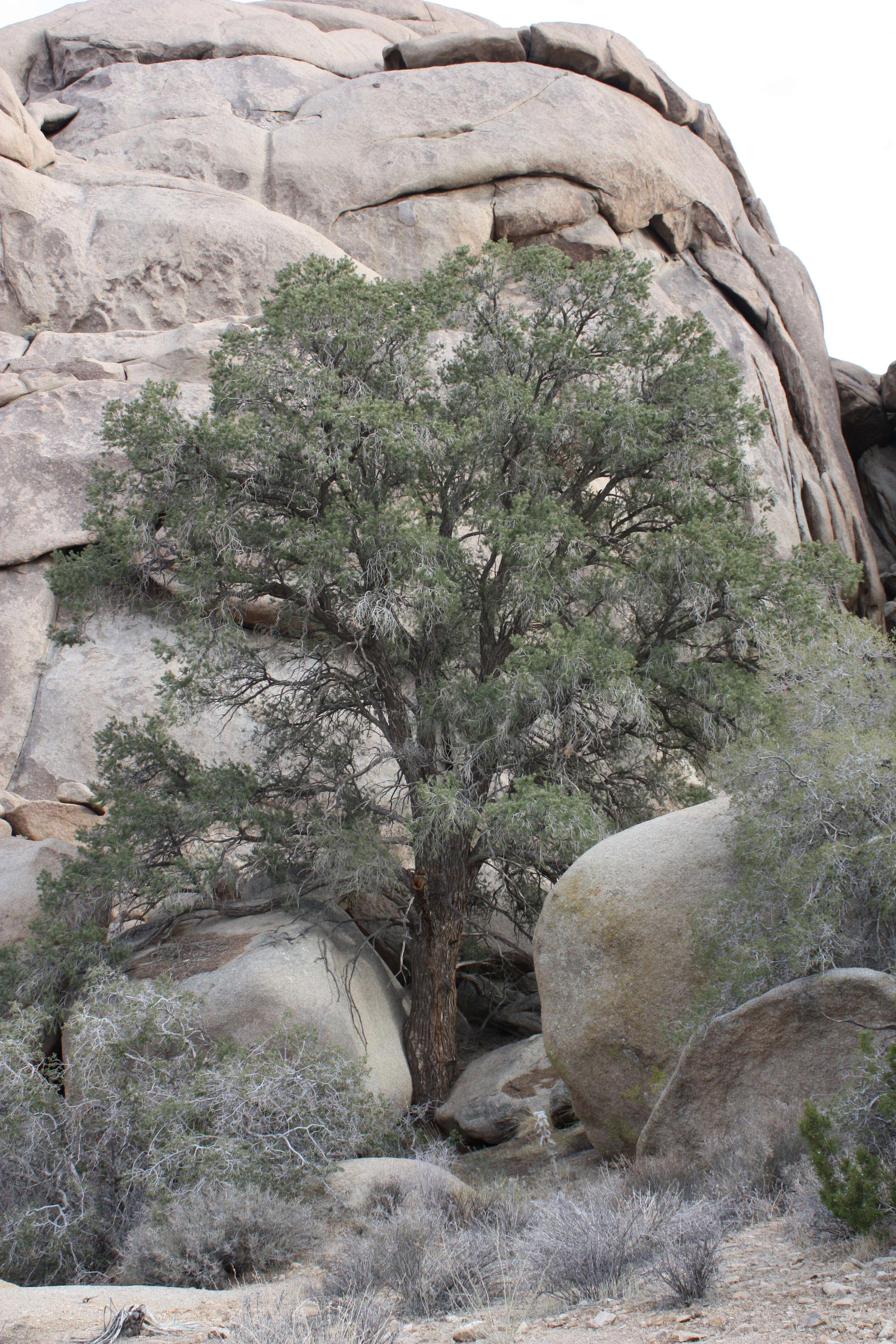 Image of singleleaf pinyon