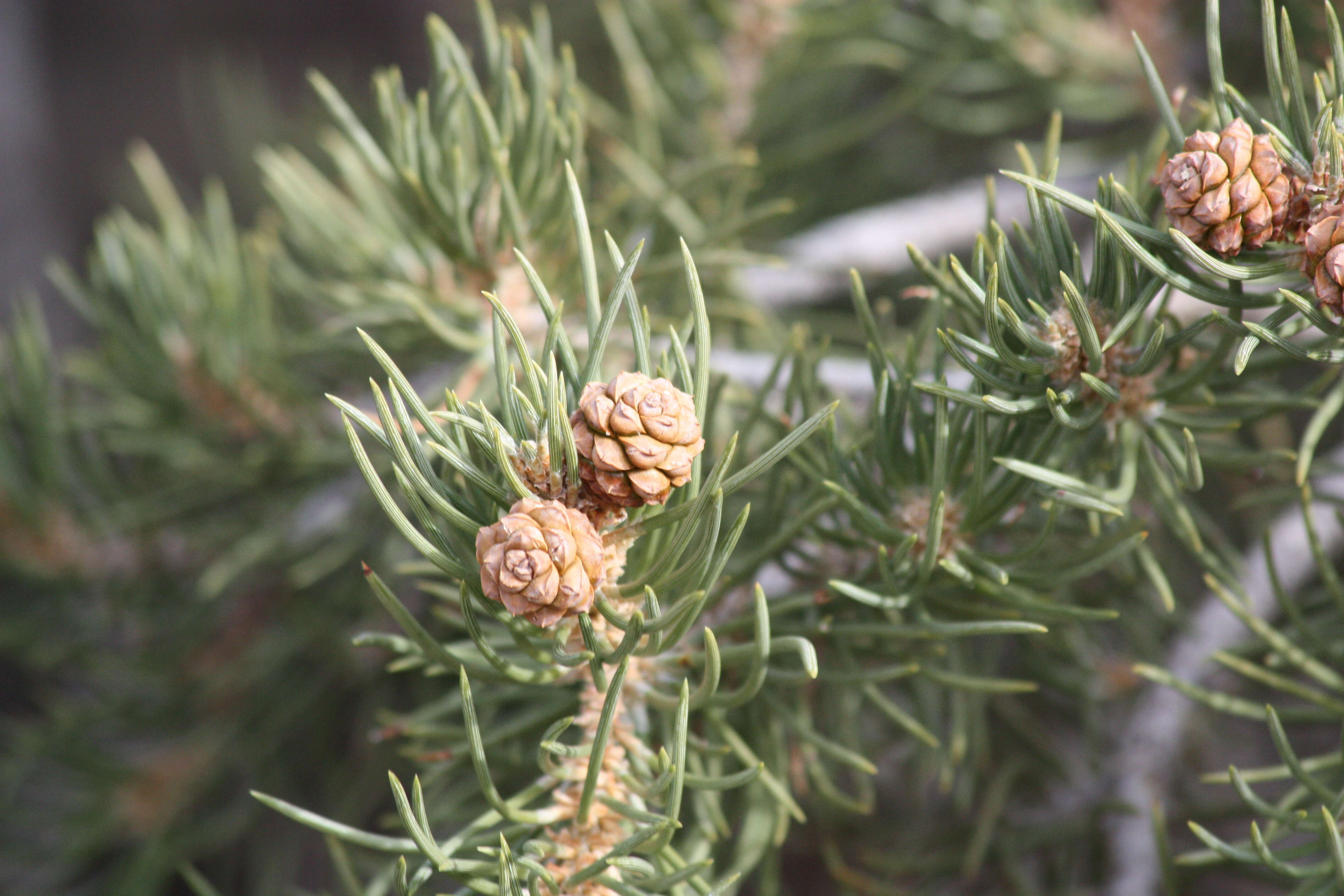 Image of singleleaf pinyon