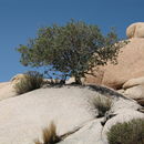 Image of desert scrub oak