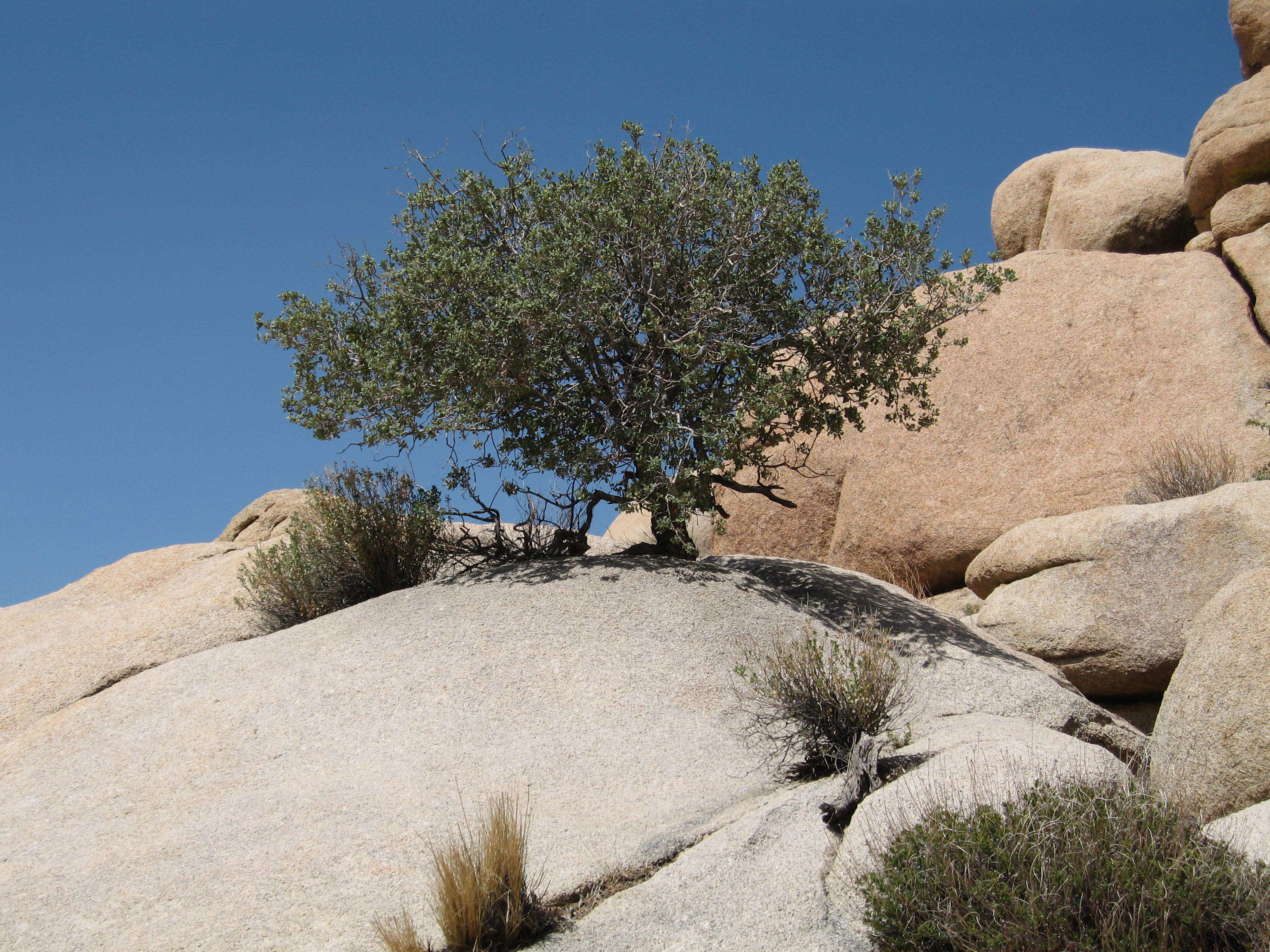 Image of Muller Oak