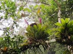 Image of Aechmea cylindrata Lindm.