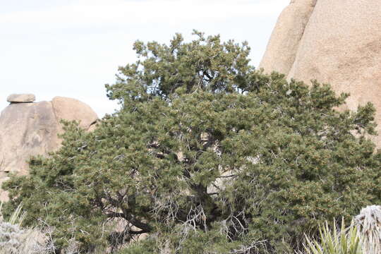 Image of singleleaf pinyon