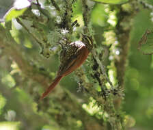 Image of Pearled Treerunner