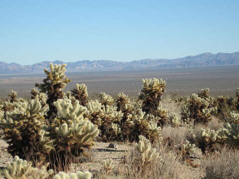 Image of teddybear cholla