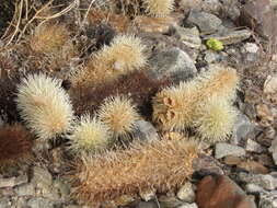 Image of teddybear cholla