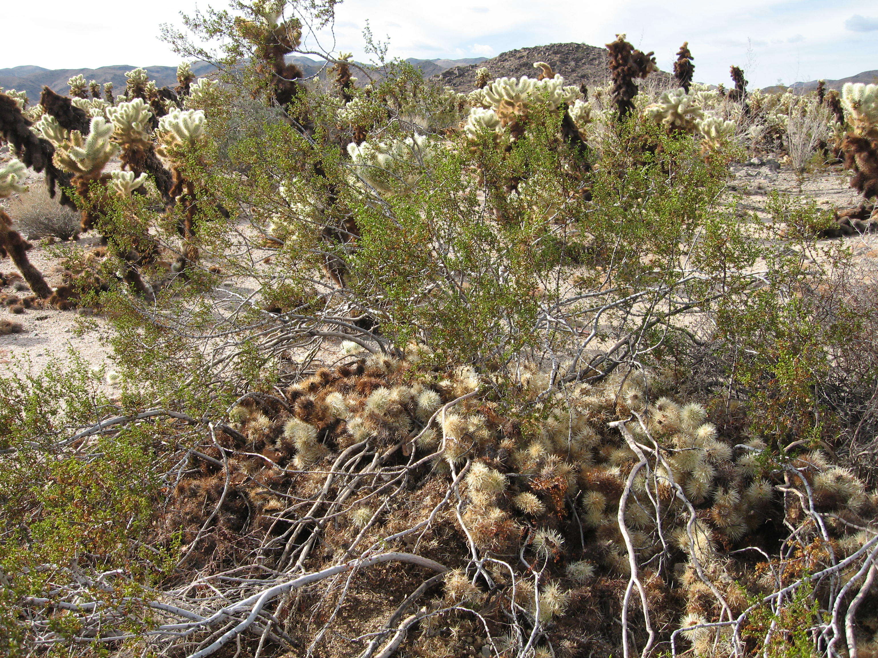 Image of teddybear cholla