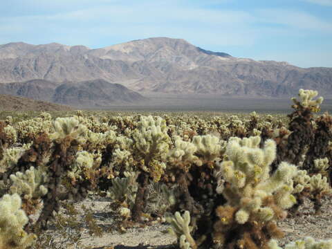 Image of teddybear cholla