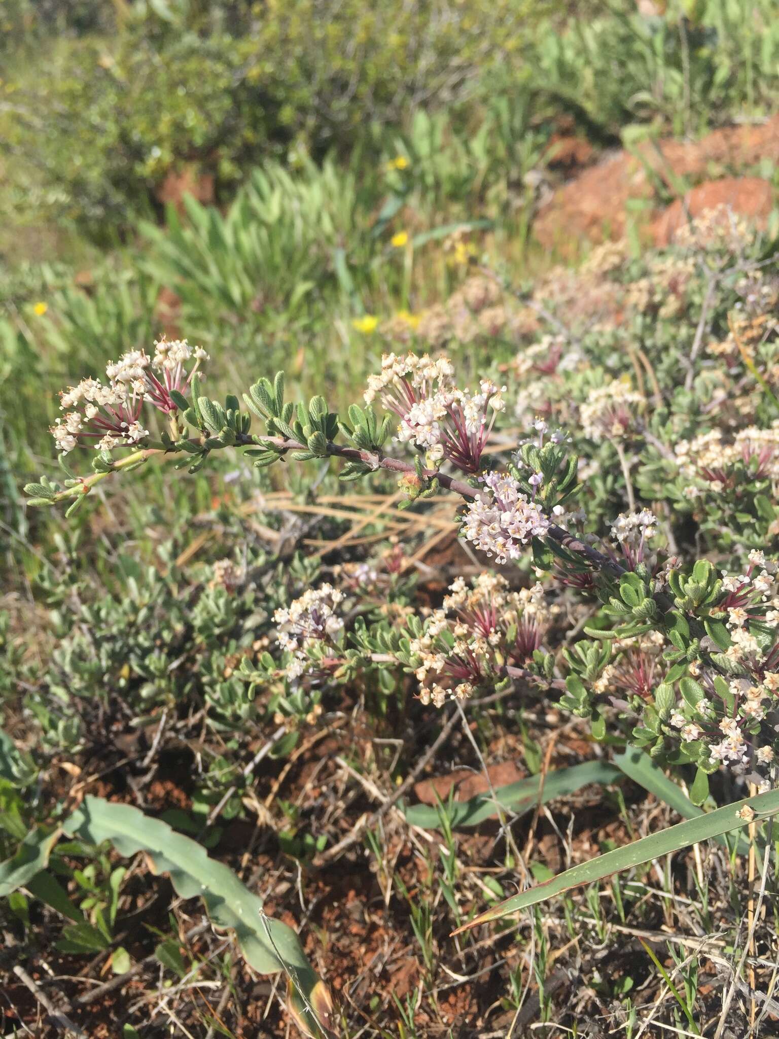 Image of Pine Hill buckbrush