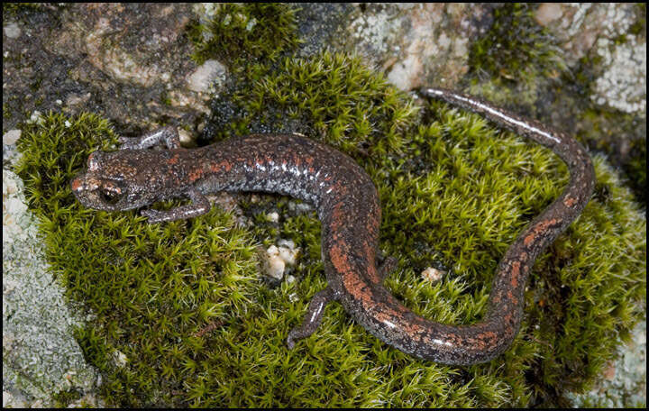 Image of Tehachapi Slender Salamander