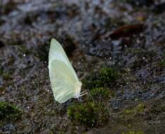 Image of Pseudopieris