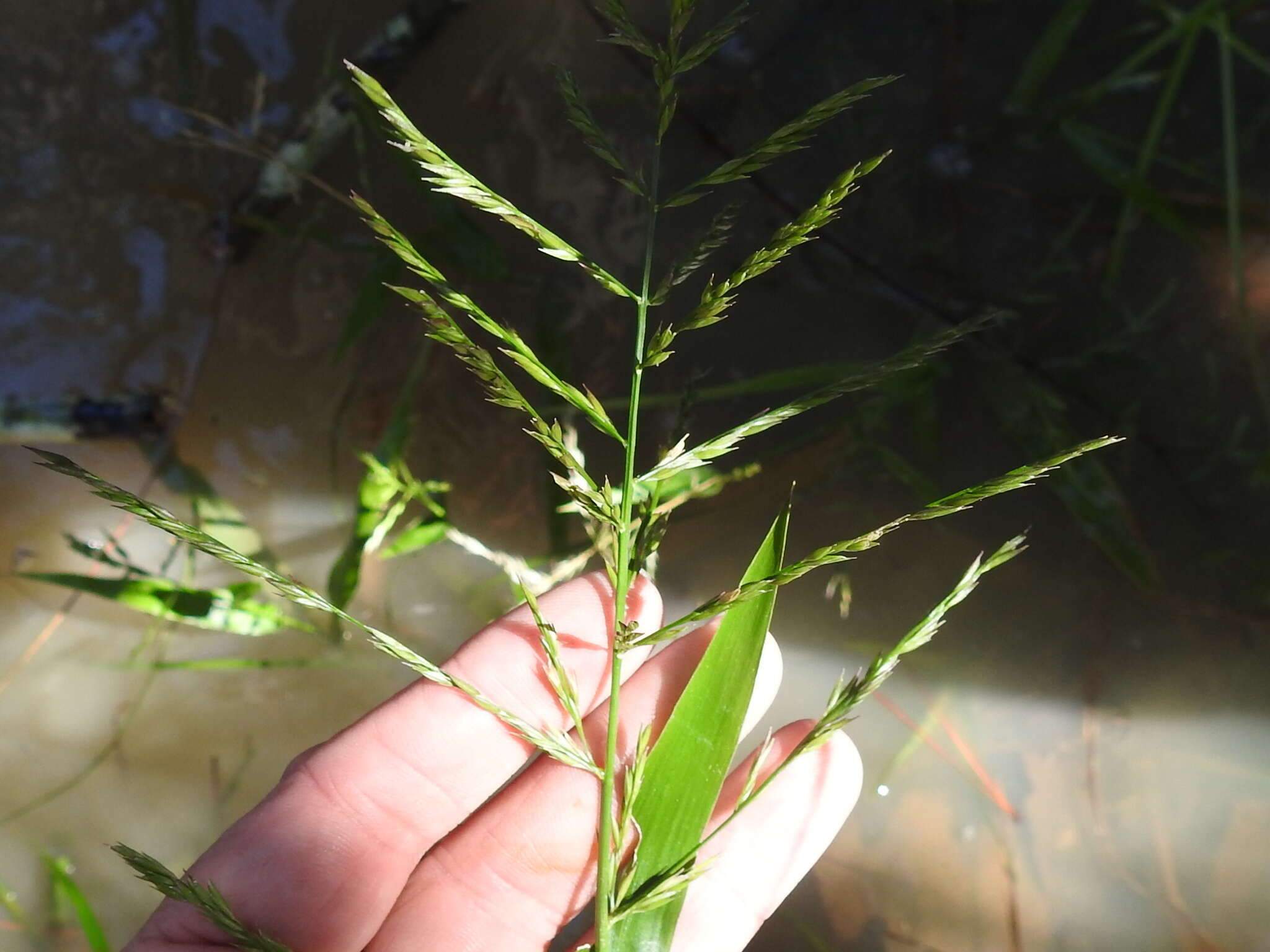 Image of Savannah-Panic Grass