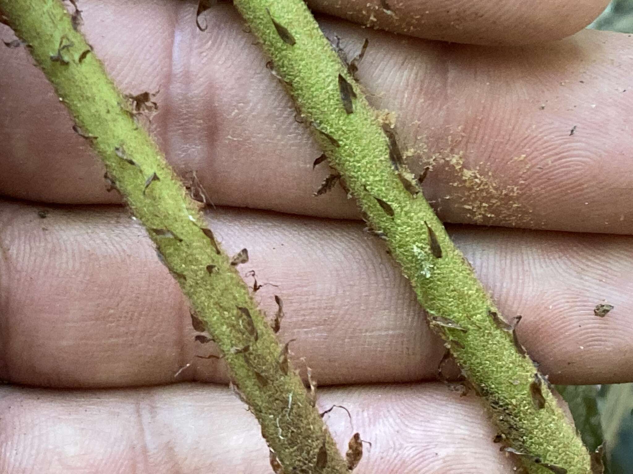 Plancia ëd Polystichum hartwegii (Kl.) Hieron.