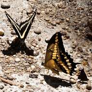 Image of Thoas Swallowtail