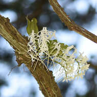 Image of Mystacidium capense (L. fil.) Schltr.