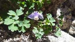 Image of Rocky Mountain blue columbine