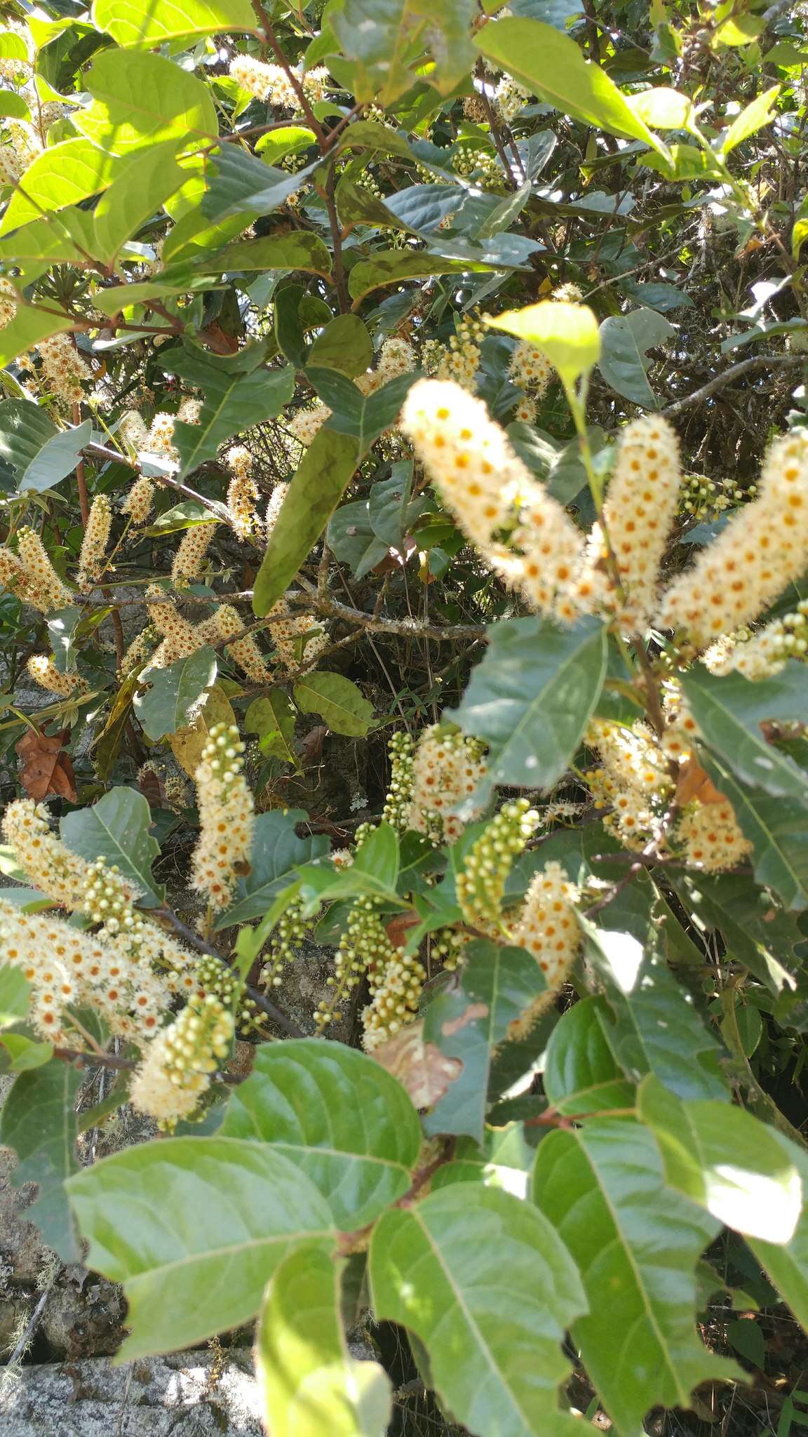 Imagem de Prunus brittoniana Rusby