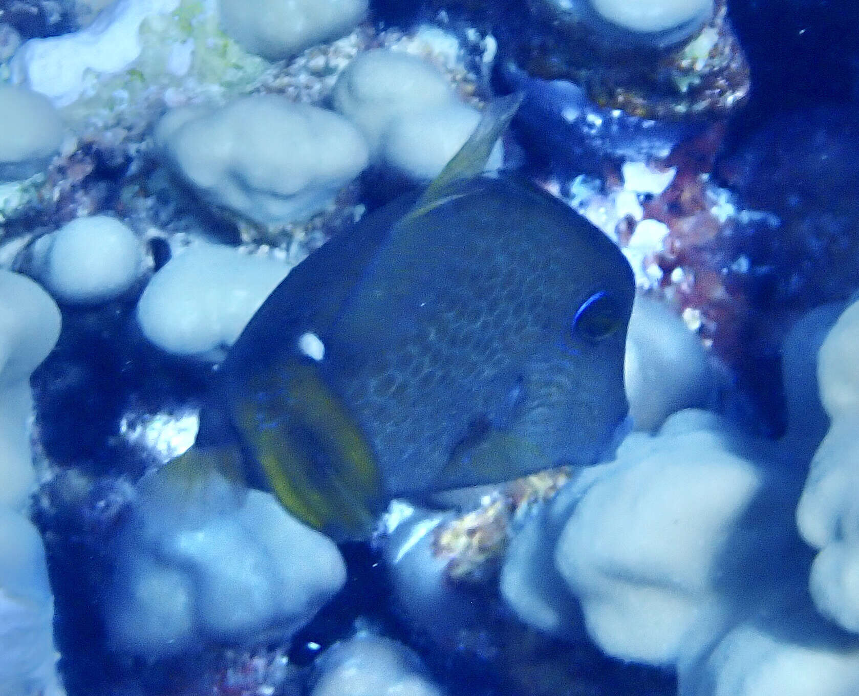 Image of Honeycomb Filefish