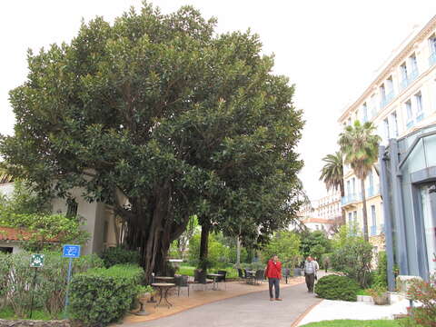 Image of Moreton Bay fig