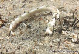 Image of Girdled pipefish