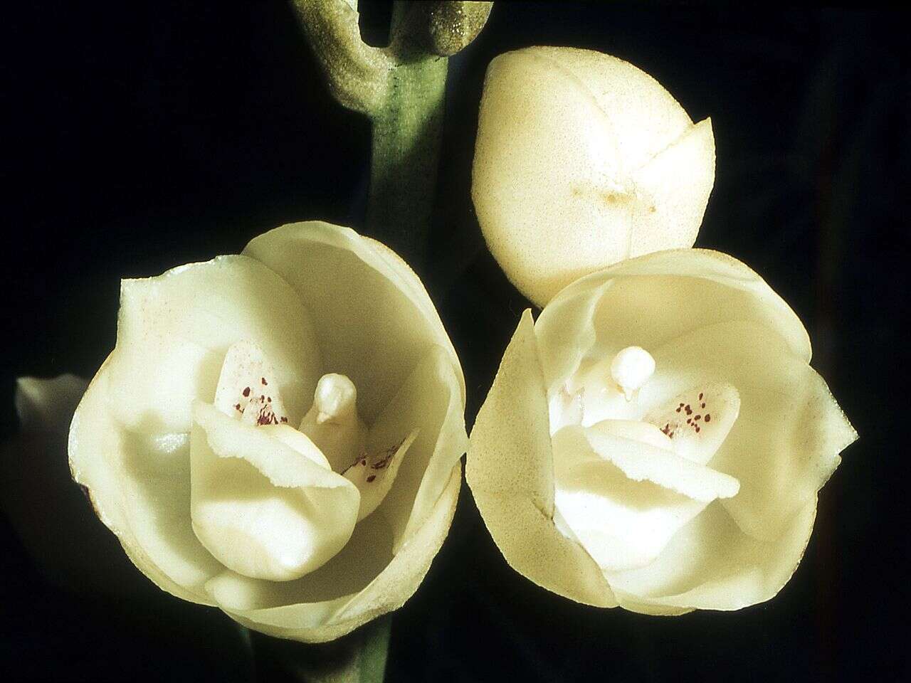 Image of Dove orchids