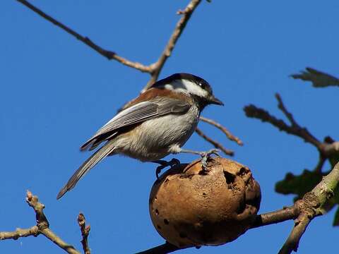 Image of Chestnut-backed Chickadee