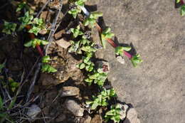 Image of Ruschia putterillii (L. Bol.) L. Bol.