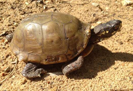 Image of American Box Turtle