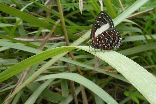 Sivun Hypochrysops polycletus (Linnaeus 1764) kuva