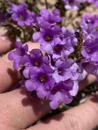 Phacelia pulchella A. Gray resmi