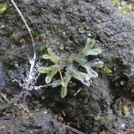 Image of Riccia huebeneriana subsp. sullivantii (Austin) R. M. Schust.