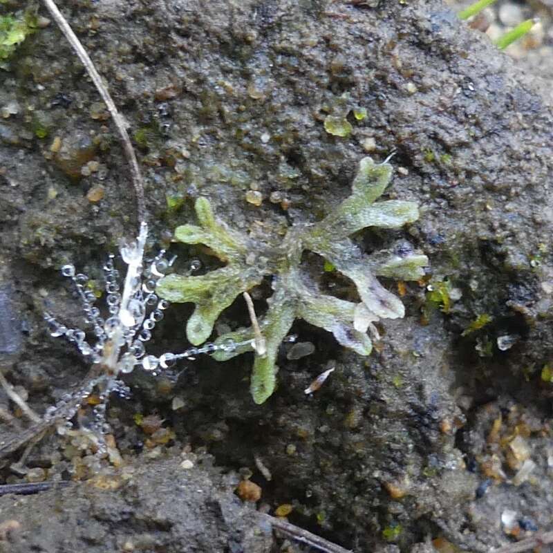 Image of Riccia huebeneriana subsp. sullivantii (Austin) R. M. Schust.