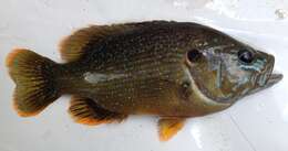 Image of Green Sunfish