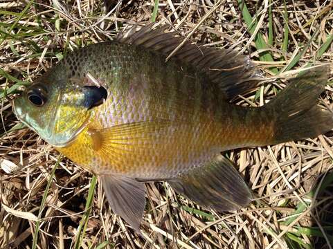 صورة Lepomis macrochirus Rafinesque 1819