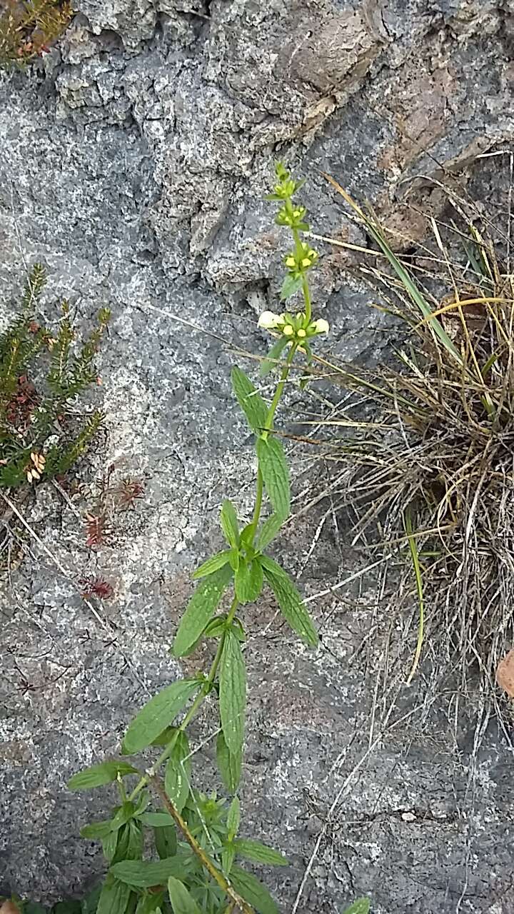 Image of Stachys recta subsp. labiosa (Bertol.) Briq.