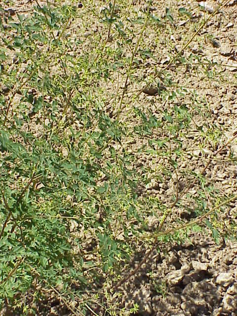 Image of Thalictrum aquilegiifolium