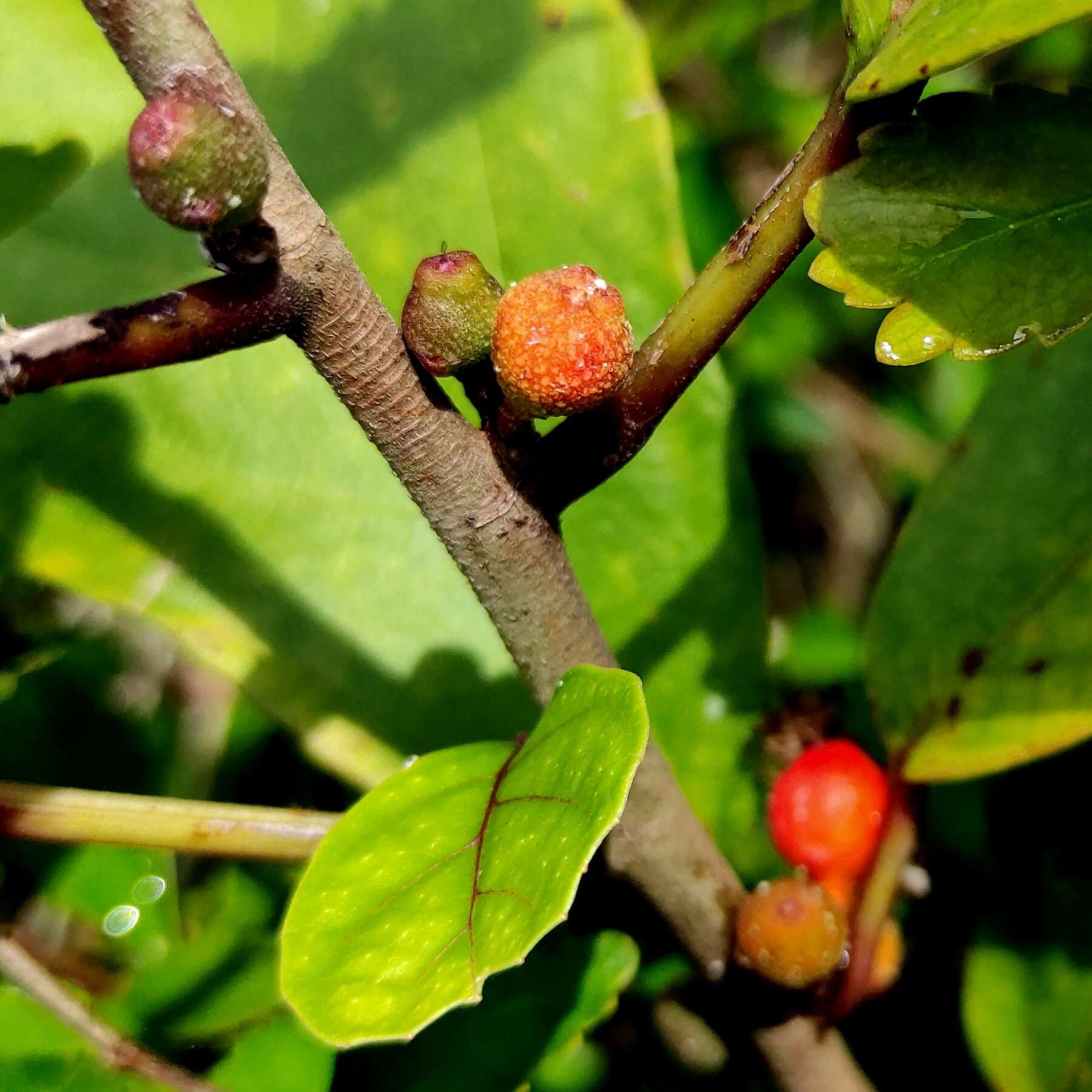 Image of oakleaf fig