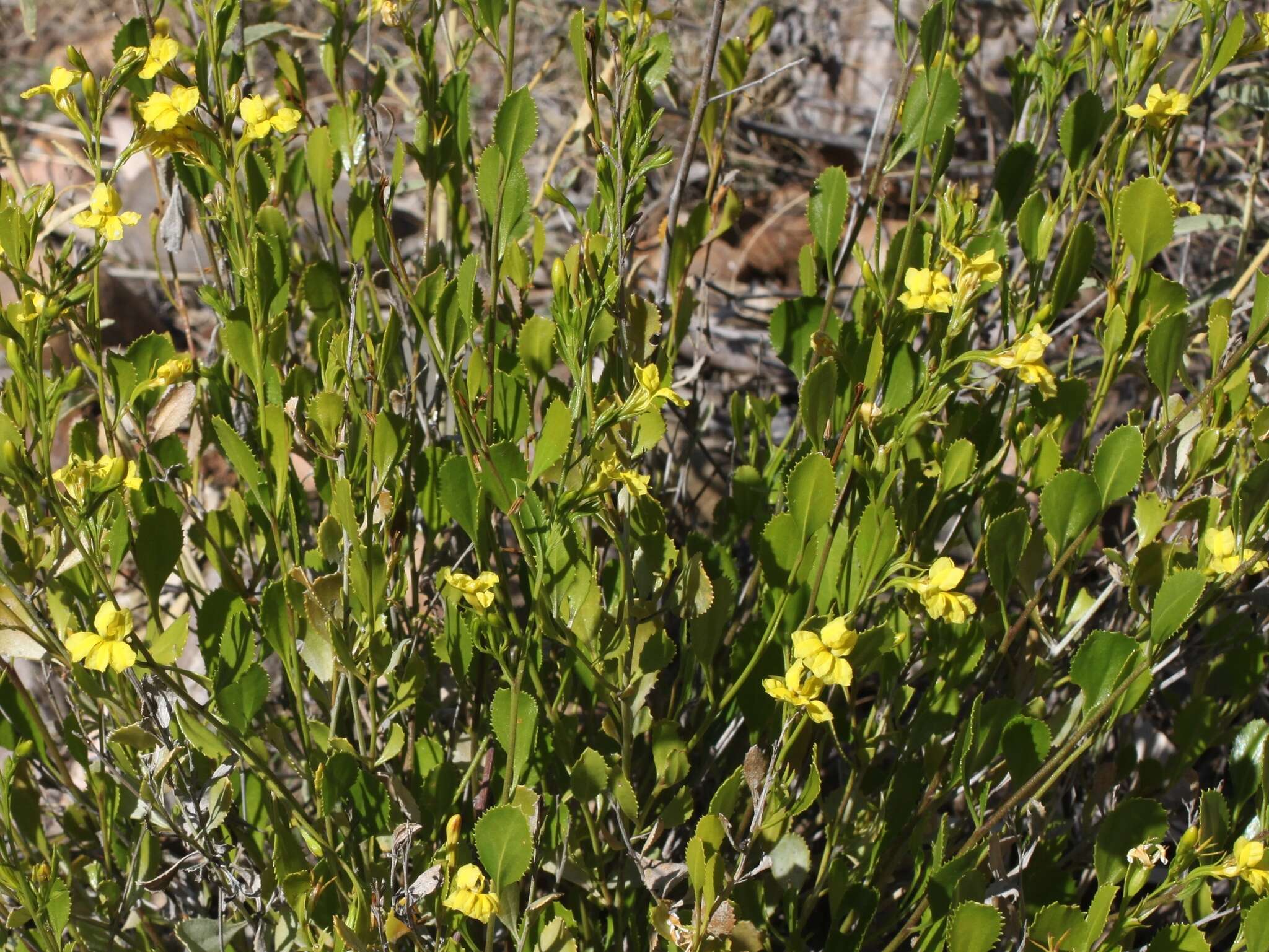 Image of Goodenia vernicosa J. M. Black