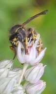 Dolichovespula saxonica (Fabricius 1793)的圖片