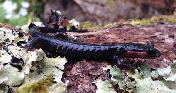 Image of Jordan's Salamander