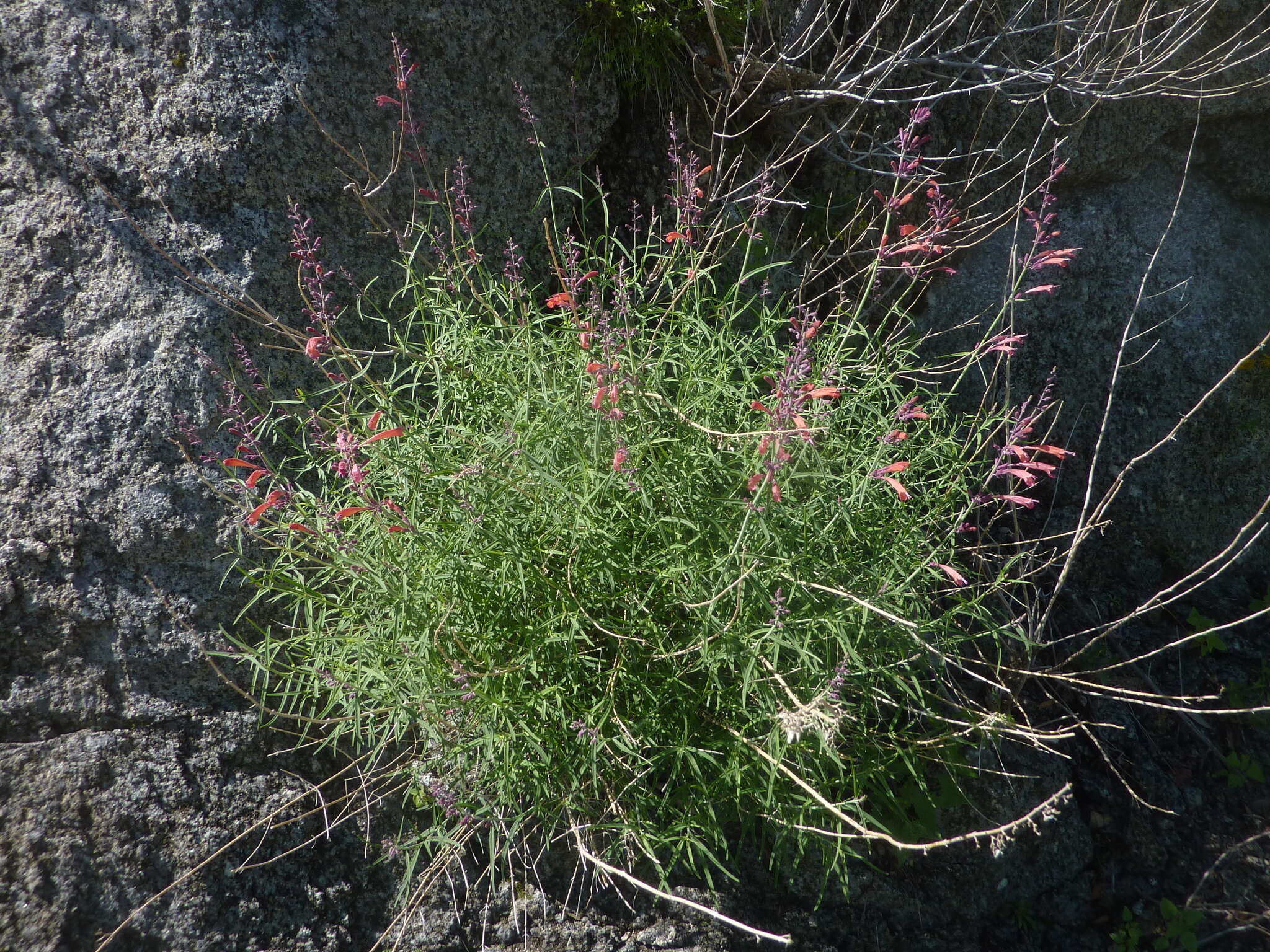 Image of threadleaf giant hyssop