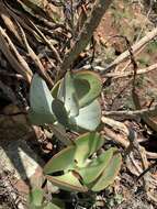 Imagem de Cotyledon orbiculata var. oblonga (Haw.) DC.