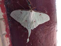 Imagem de Actias sinensis subaurea Kishida 1993