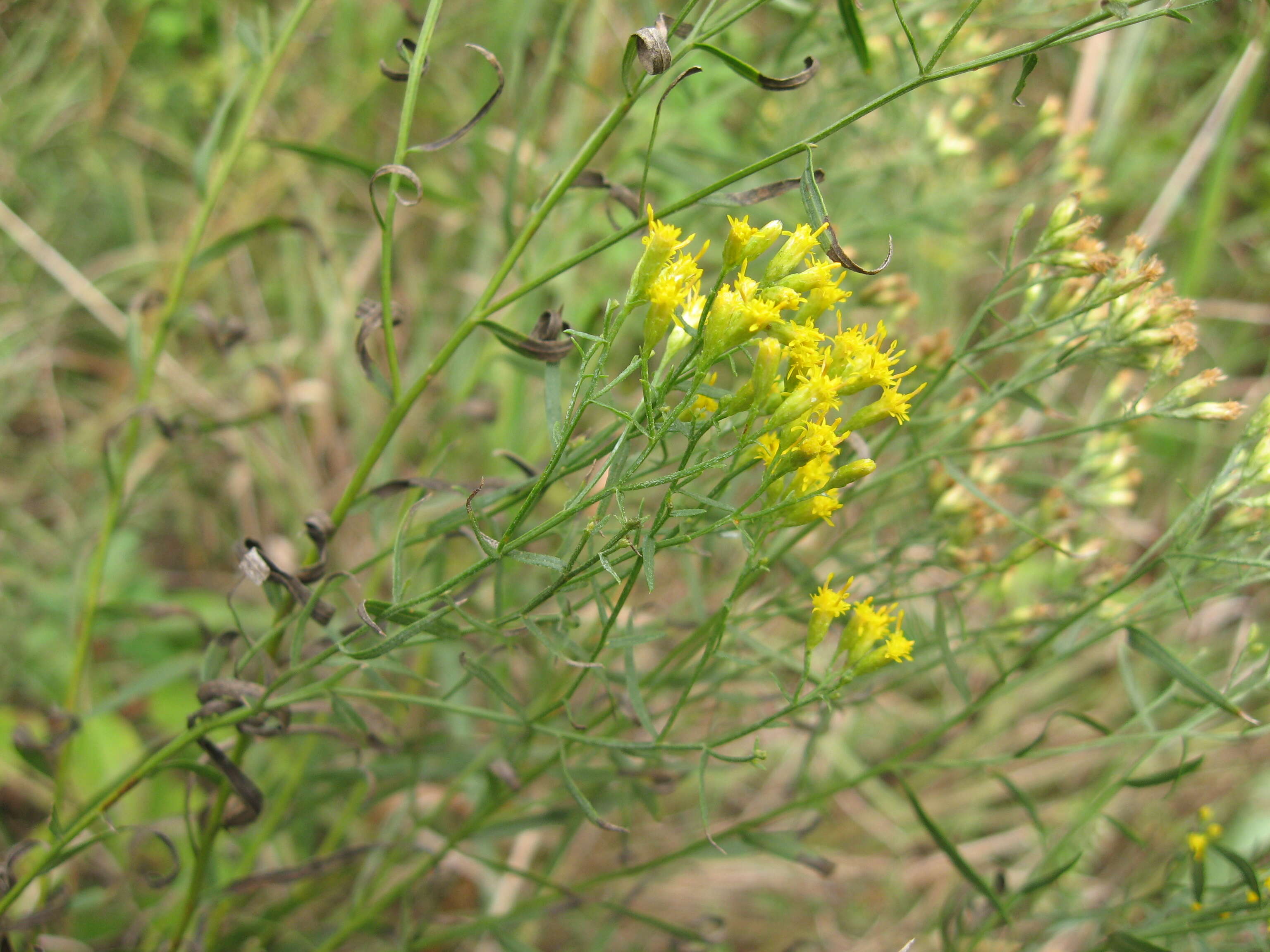 Plancia ëd Euthamia gymnospermoides Greene